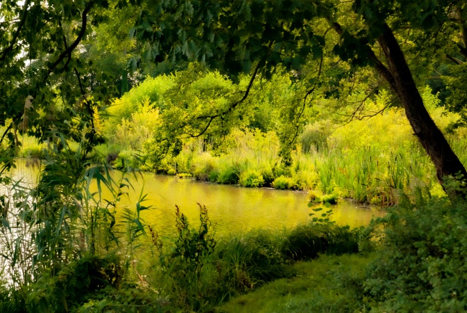 Zwischen Bäumen hindurch blickend ans andere Ufer eines Sees, welches mit Schilf und Gräsern bewachsen ist. Alles in gelbgrünen Farbtönen.